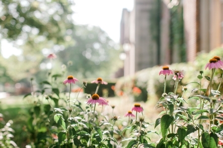 Coneflower in bloom on campus. 