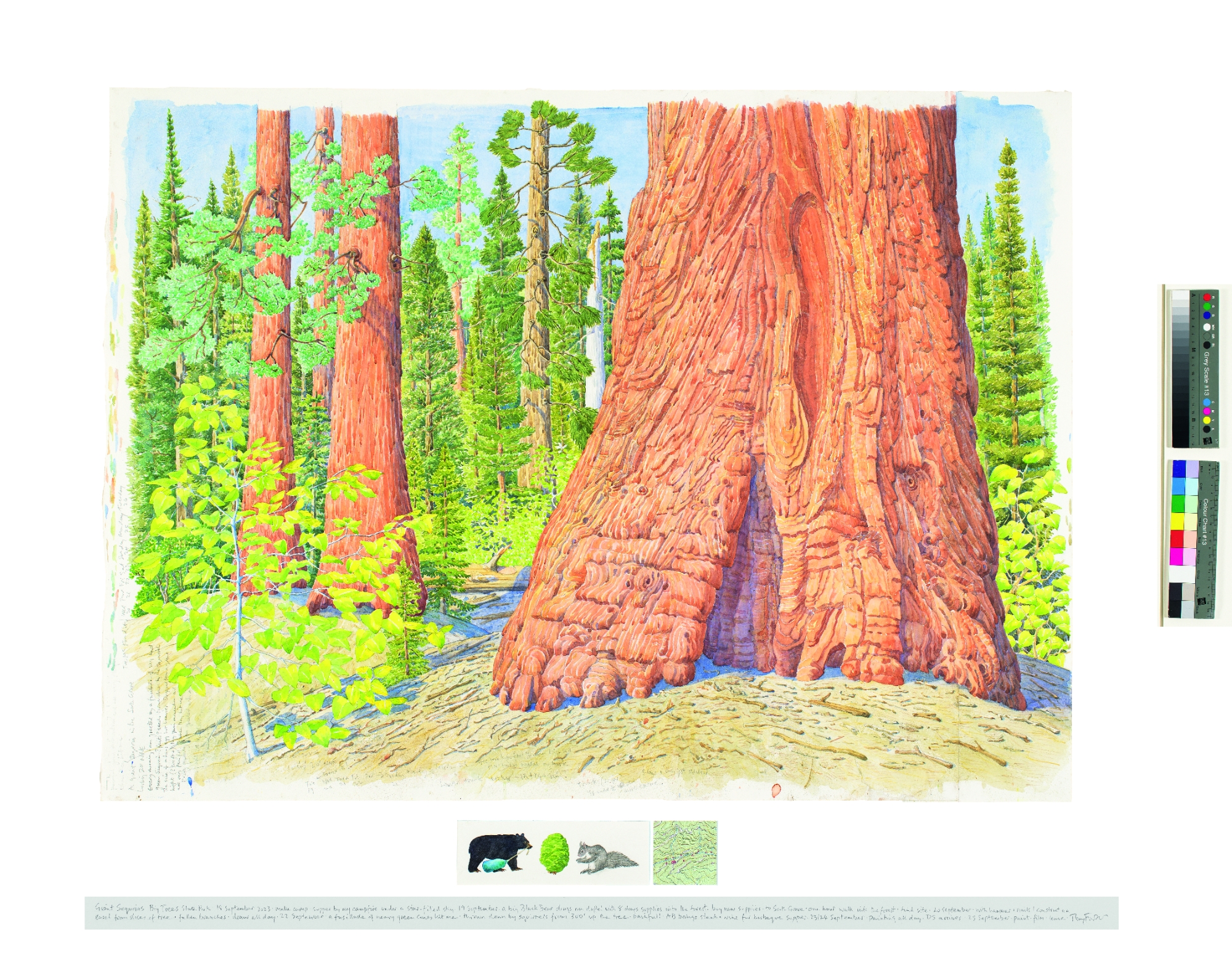 Painting of Giant Sequoia by Tony Foster