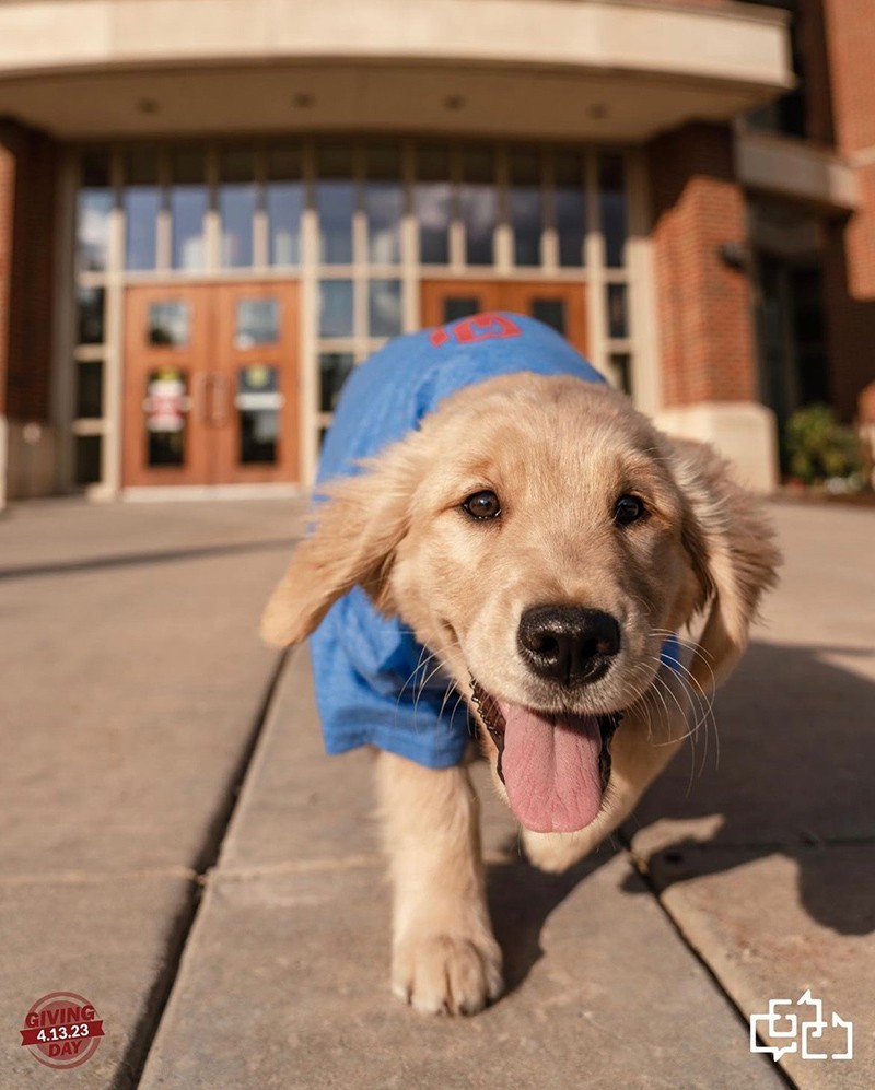 Dog wearing Gaylord College shirt in front of Gaylord Hall on the University of Oklahoma Campus. Gaylord College logo, Giving Day 2023 logo.