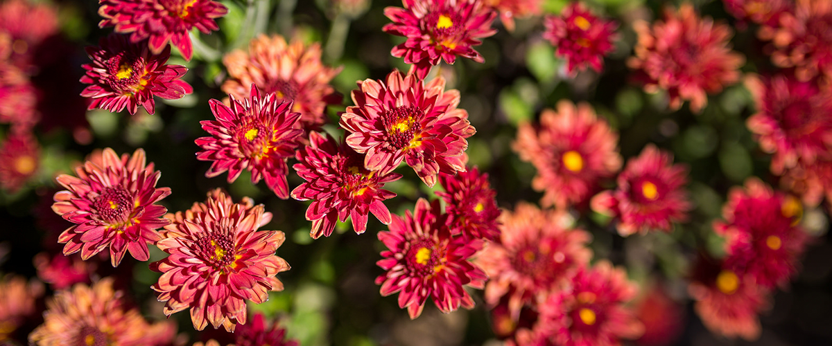 Blooming mums at the University Campus