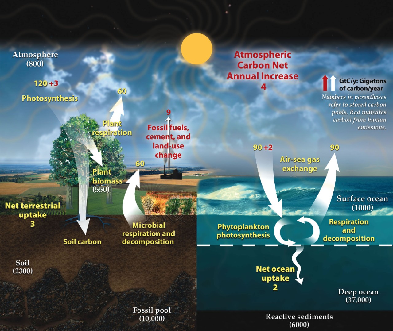 A graphic of the carbon cycle. Photosynthesis. Plant respiration.  Fossil fuels.