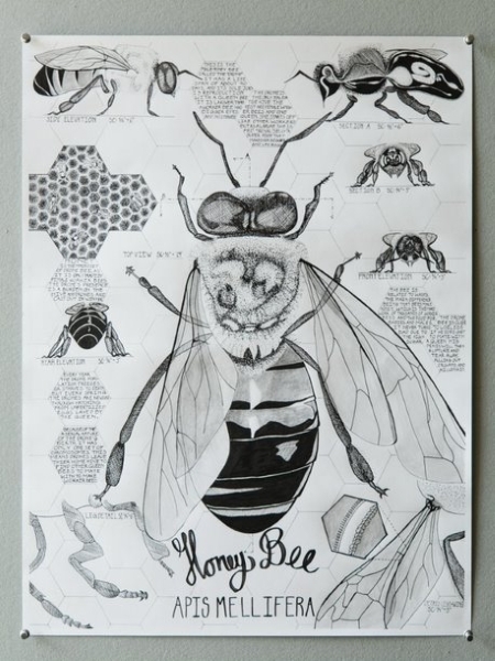 Honey Bee drawing by Katherine Young.