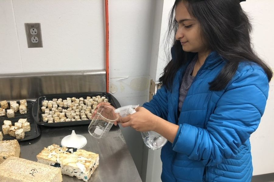 A student in a blue jacket stands in a lab examining fungus sample that will be used to research building materials