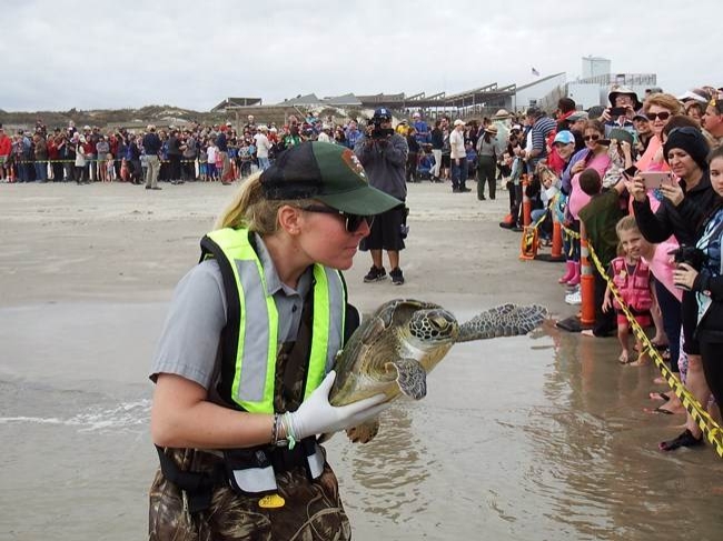 A park ranger carries a sea turtle to the Gulf of Mexico