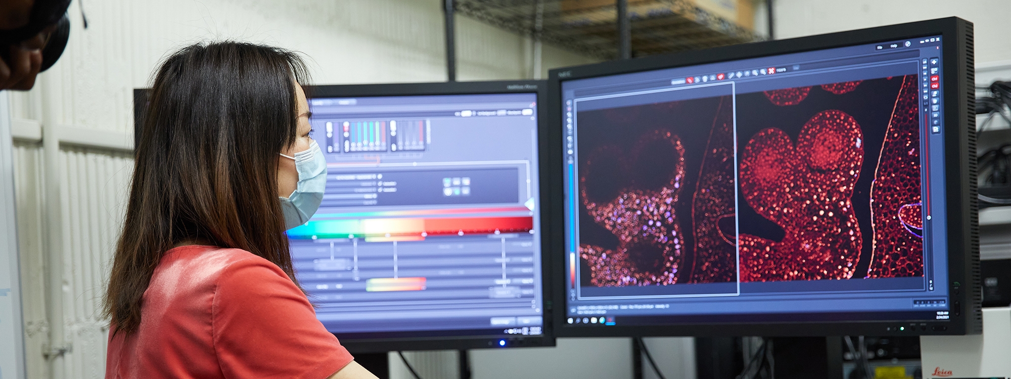 A researcher sitting at a computer, looking at cell cultures on a screen.