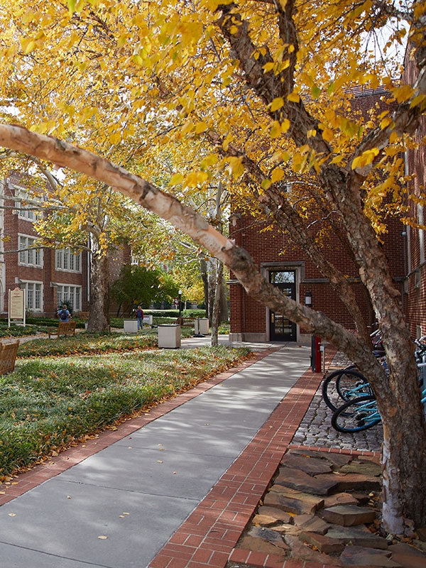 A walkway on the University of Oklahoma campus in Norman, with yellow leaves and a tree in the foreground.