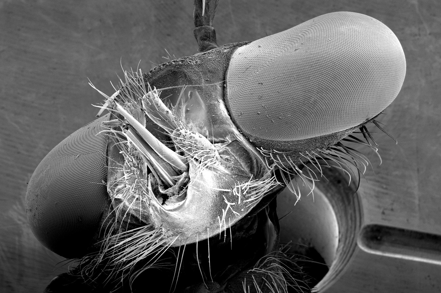 Scanning Electron Microscope image of a robber fly submitted by a classroom at Lone Grove Intermediate