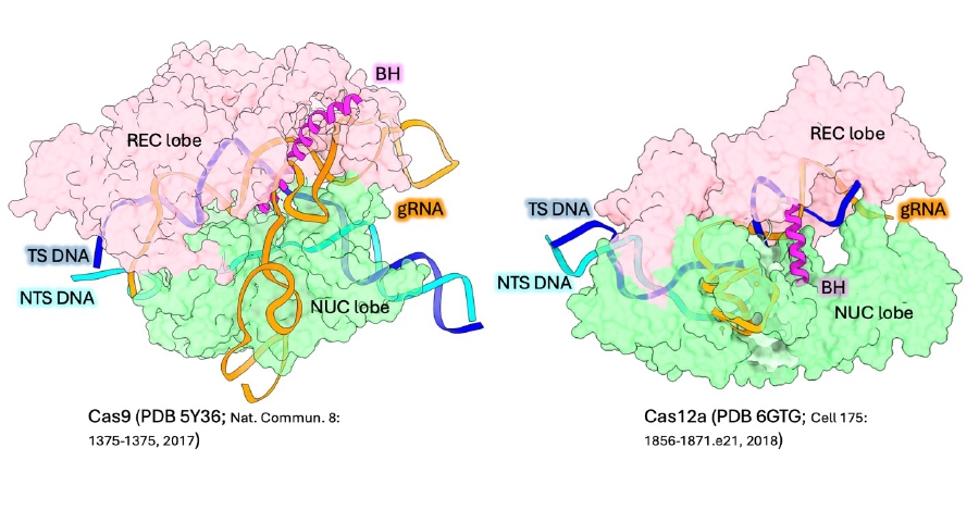 Cas9 and Cas12a, belonging to two different CRISPR-Cas systems, have a conserved bi-lobed architecture with a bridge helix (BH, magenta helix) connecting the two lobes (NUC and REC). This organization helps these proteins to use guide-RNA (gRNA) to target and cleave a double-stranded DNA (TS and NTS).