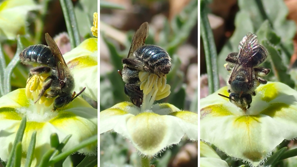 Andrena gathering pollen from flowers in Oklahoma.