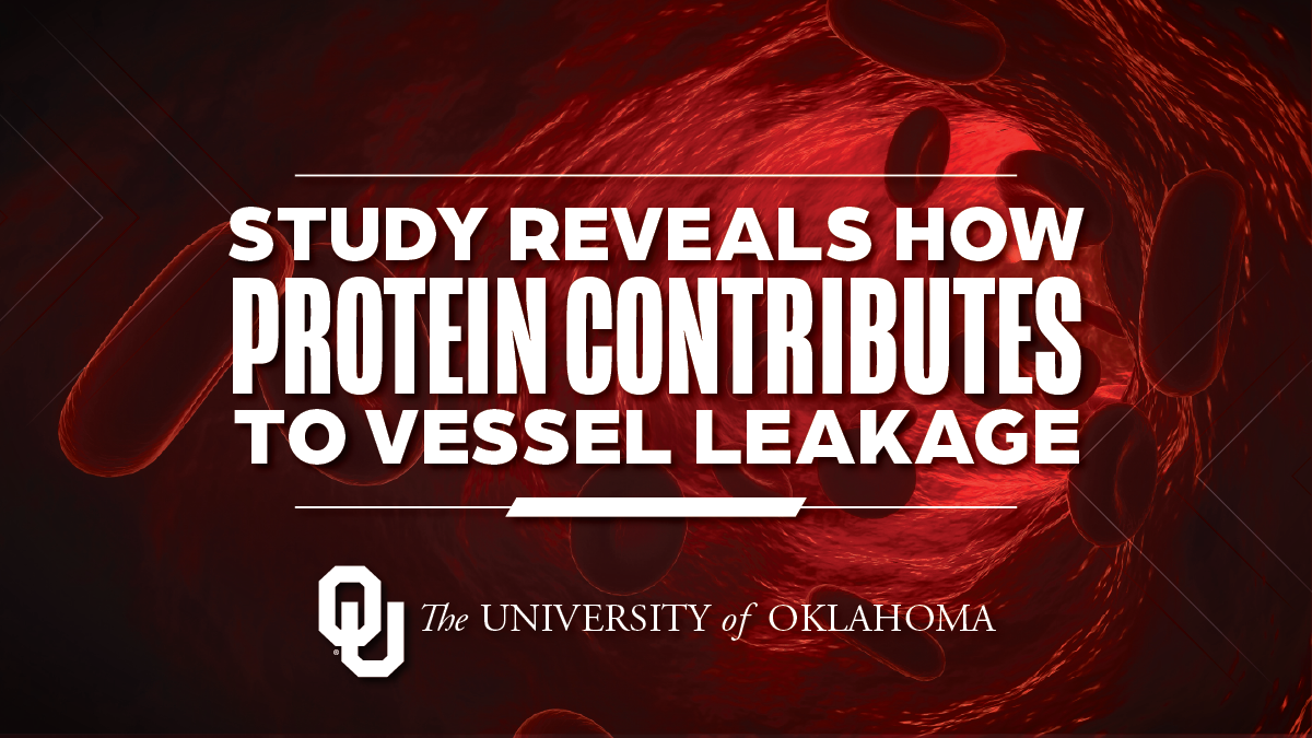 An image of blood vessels with the words "study reveals how protein contributes to vessel leakage" overtop.