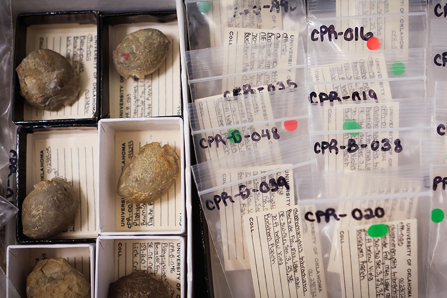 photos of labeled specimens from the research project on a table.