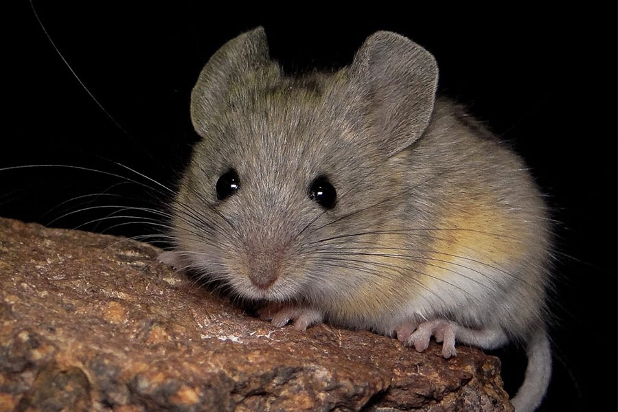 A close-up photo of an Andean leaf-eared mouse.