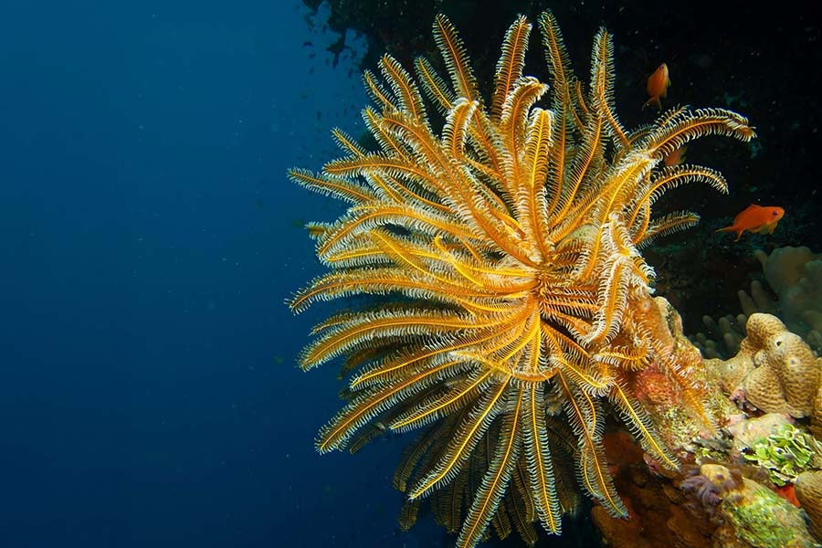 Image of a modern crinoid.