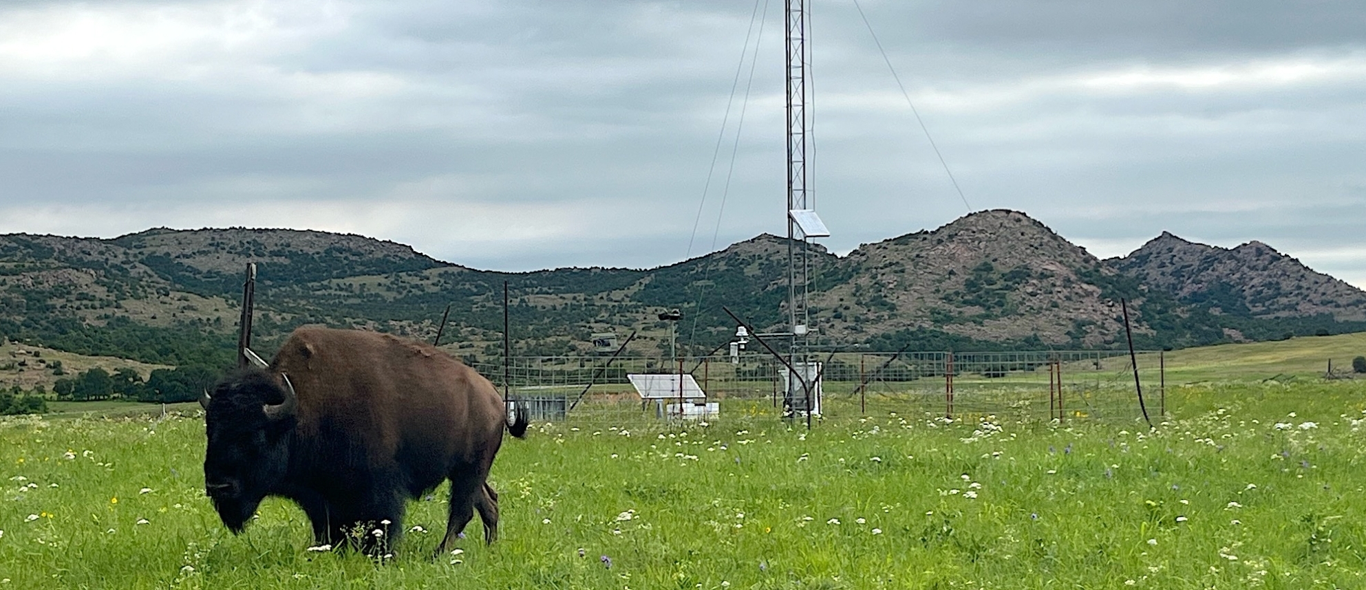 Photo of a bison roaming in front of the Medicine Park Oklahoma Mesonet site on an overcast spring day.