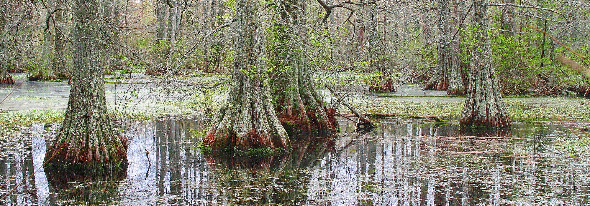 Flooded forest with cypress trees in southeastern Oklahoma.