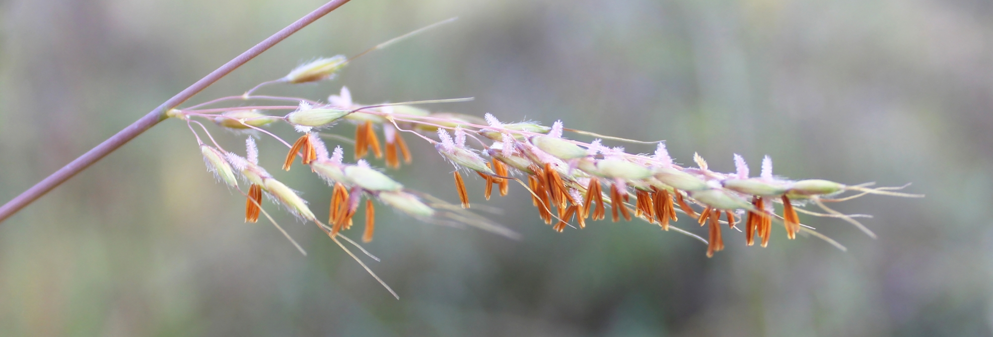 Grass florets of Sorghastrum nutans
