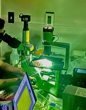 Image of someone using a fluorescence microscope