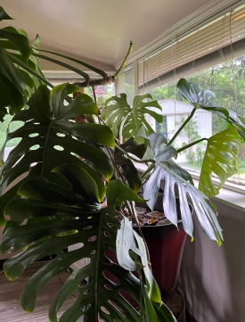 A large Monstera plant next to a window.