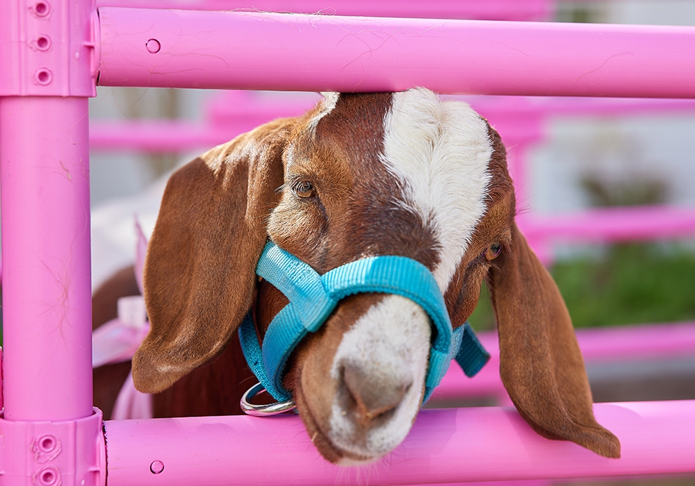 Goat at OU Cousins BBQ event.