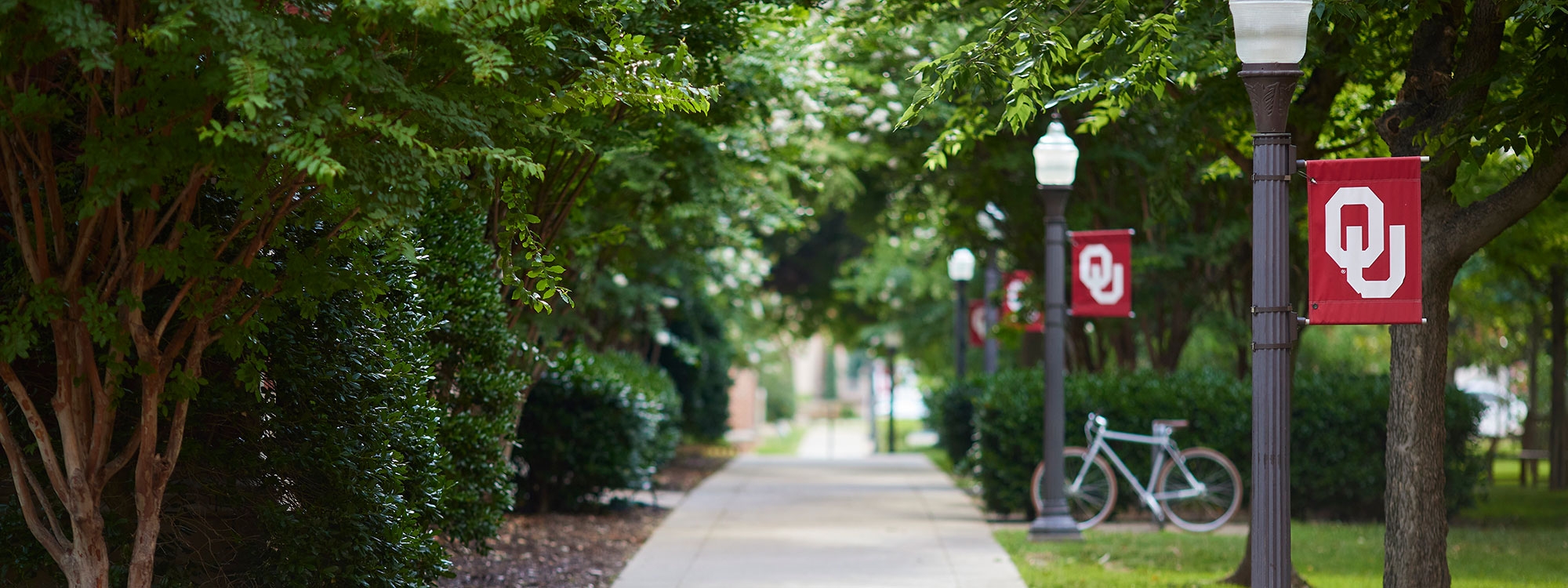 A walkway on O U campus surrounded by greenery and lampposts with O U flags.
