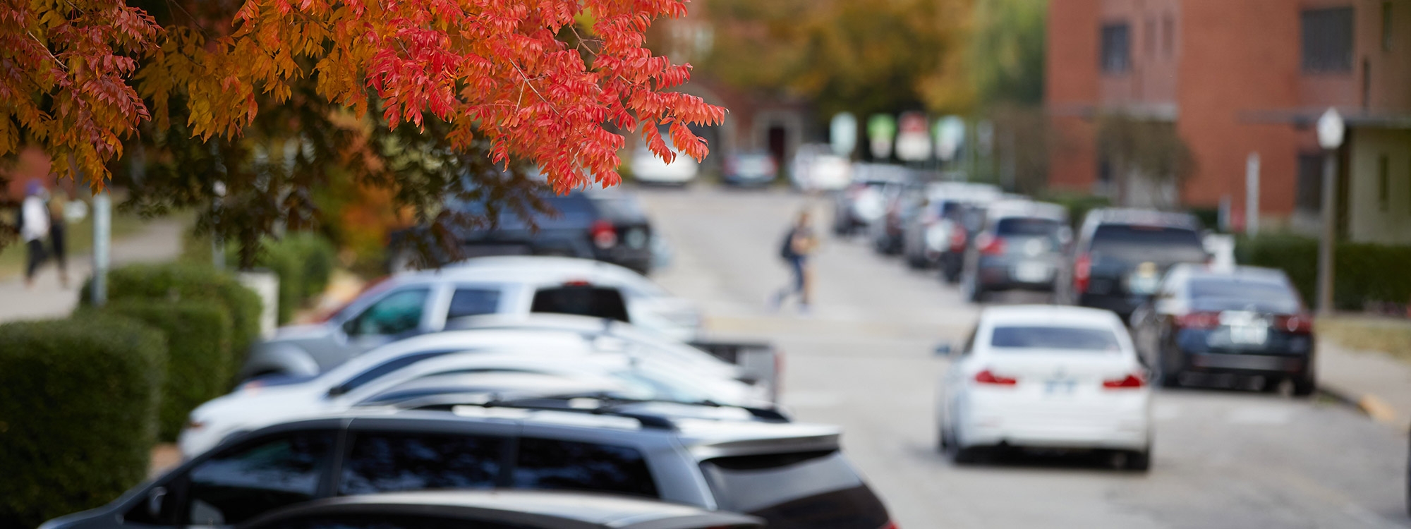 O U parking lot in the fall with a tree branch in the forefront.