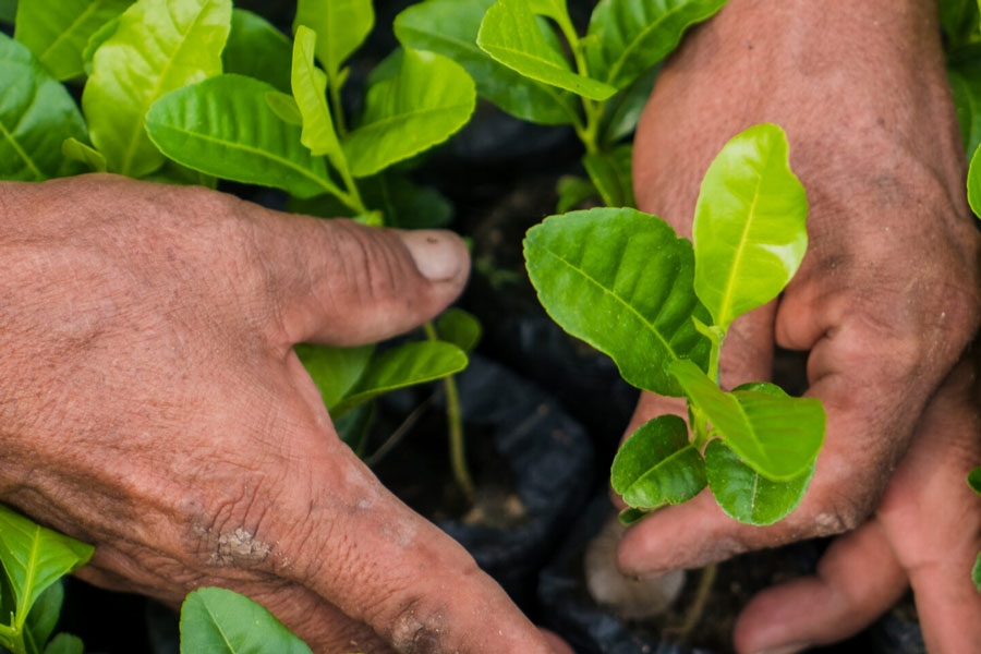 image of hands tending to plant