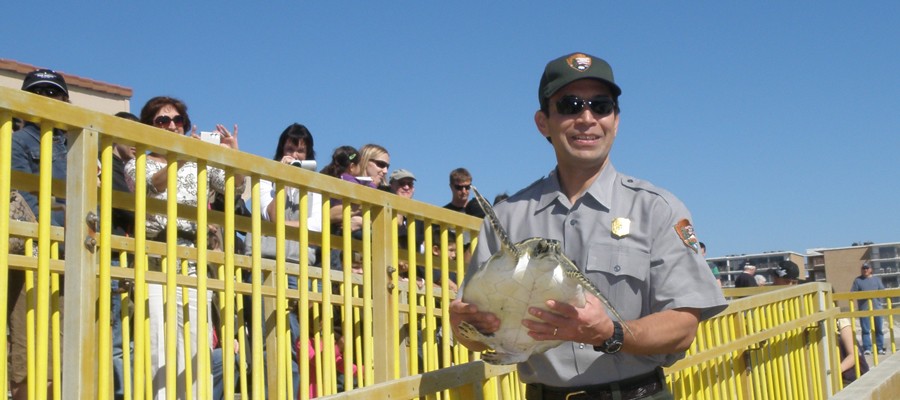 A park ranger carries a sea turtle to the Gulf of Mexico on Malaquite beach near the visitor center of Padre Island National Seashore near Corpus Christi, TX as part of a cold stunning release event.