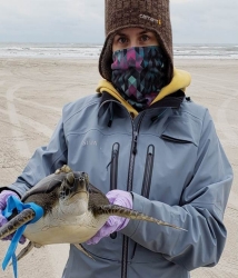 An undergraduate research assistant, Jennifer Williams, with the Conrad Blucher Institute at the Texas A&M University-Corpus Christi holds a rescued sea turtle near Corpus Christi, TX. 