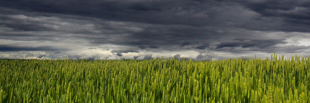 summer storm clouds over wheat field