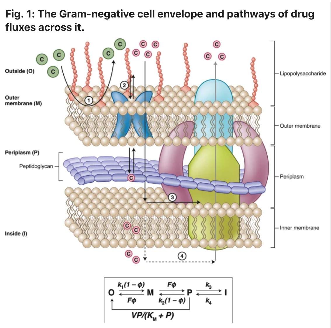 Gram-negative cell envelope and pathways of drug fluxes across it