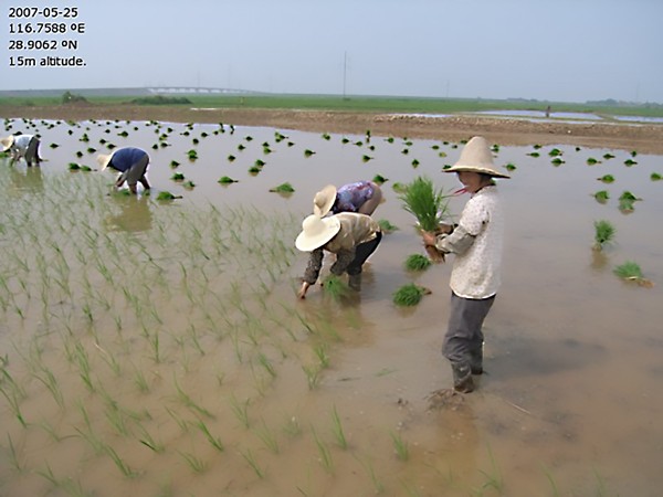 People working in rice patties