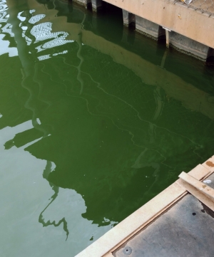 Blue-green algal boom in Lake Hefner, 2017