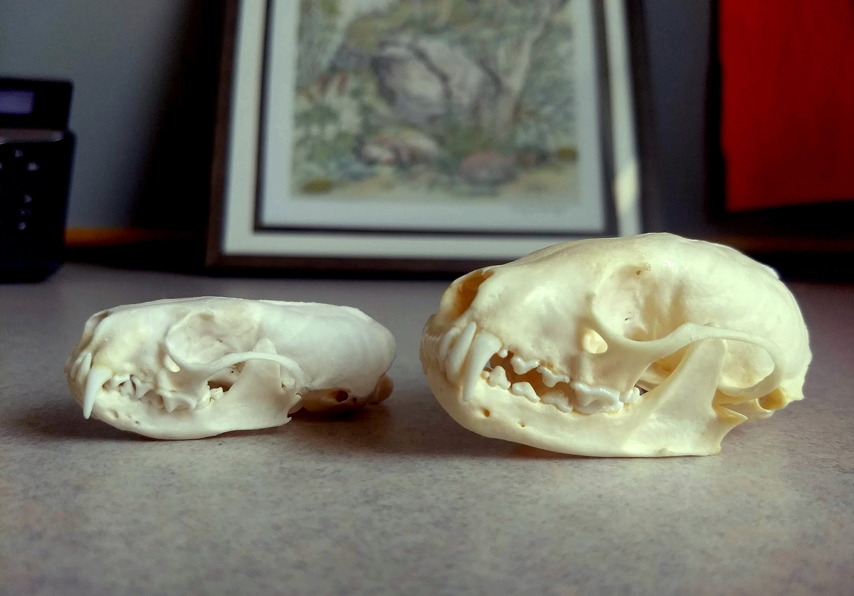The American mink skull (left) is much smaller and shallower than the American marten skull (right). Photo by O. Olson