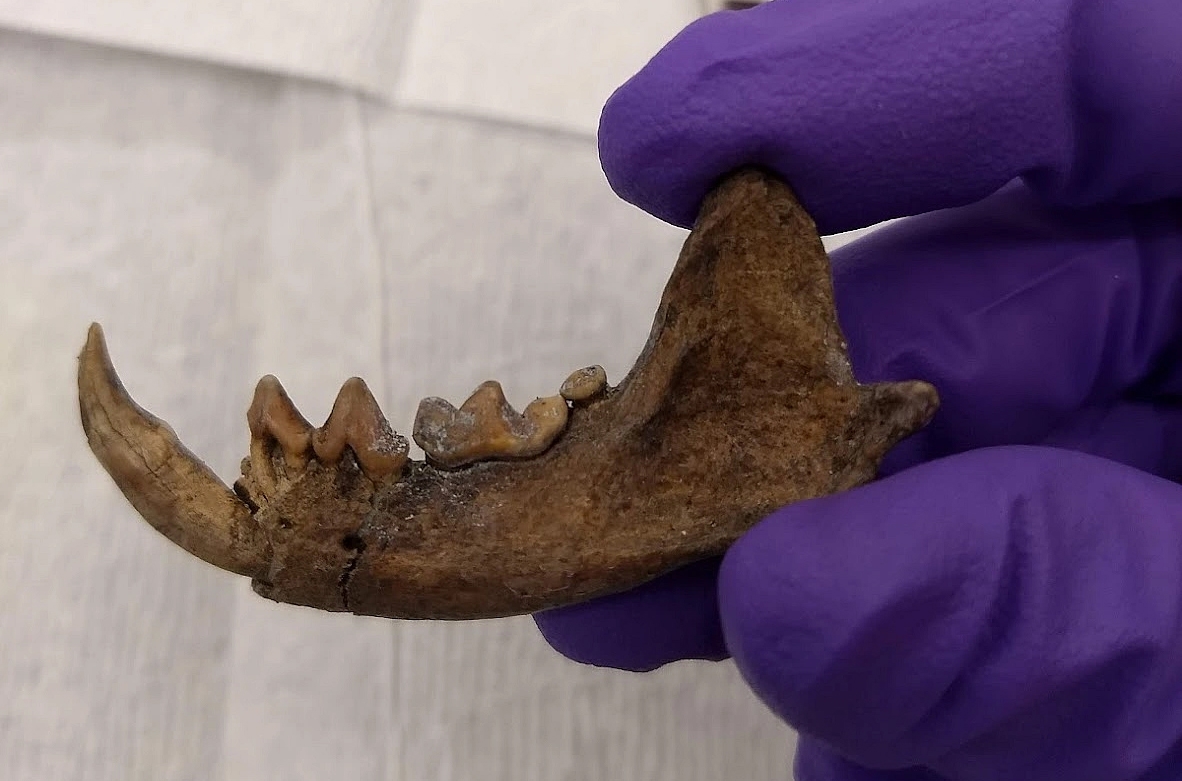 An almost complete left mandible from a sea mink. Photo by O. Olson. Specimen from the Maine Historic Preservation Commission