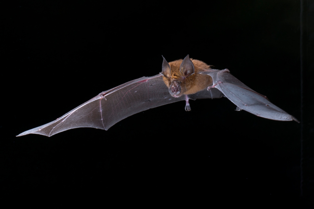 Rhinolophus rouxi, one of the species included in the global bat coronavirus database. Photo credit: Sherri and Brock Fenton
