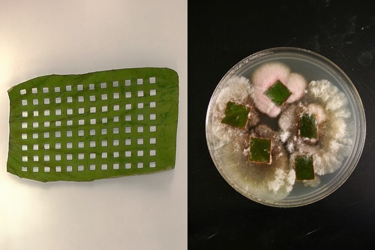 photo of a leaf with 96 laser-cut squares. Right: Leaf samples growing fungi in a petri dish.