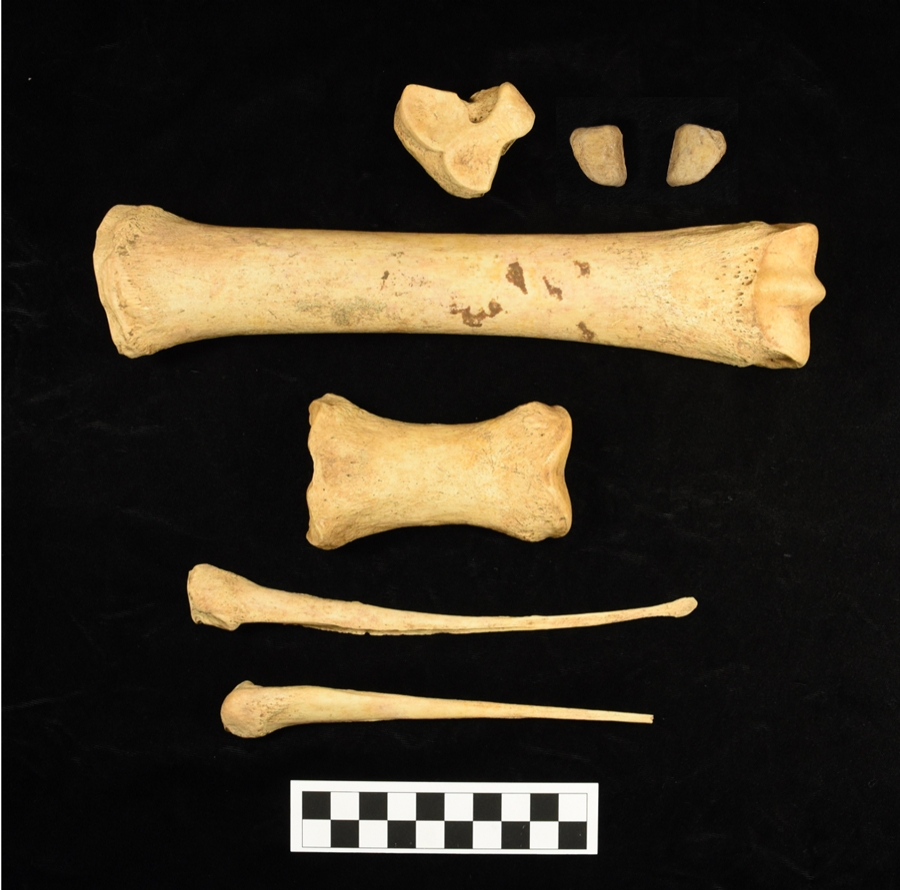 Lower forearm of a female horse found in 2017 at the Deer Creek site by Dr. Sarah Trabert and colleague Dr. Steven Perkins during their excavation of the ancestral Wichita village for the OU Fieldschool. 