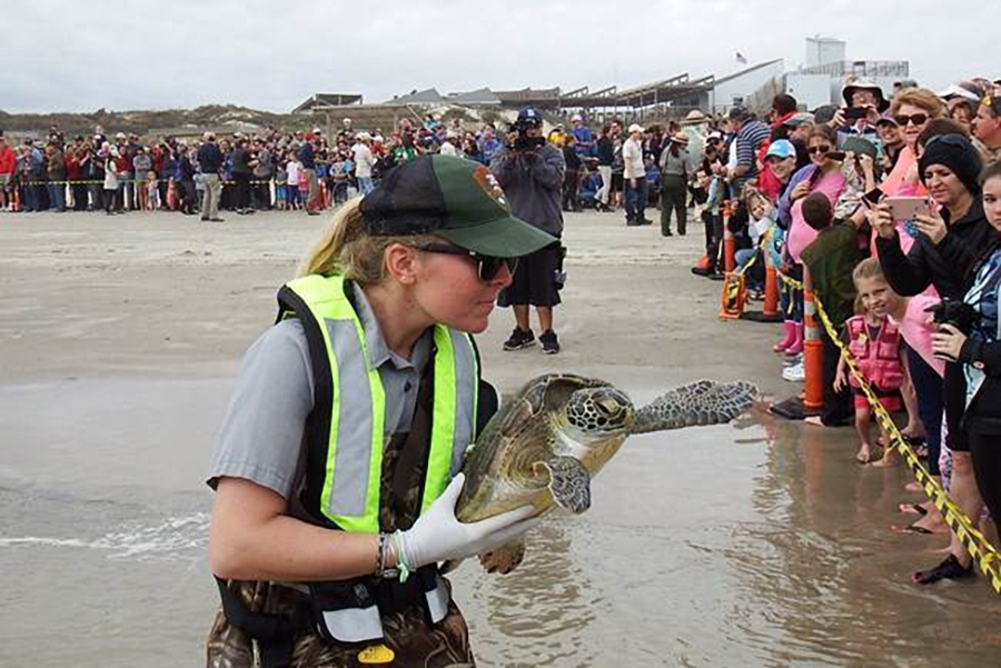 A park ranger carries a sea turtle to the Gulf of Mexico on Malaquite beach near the visitor center of Padre Island National Seashore near Corpus Christi, TX as part of a cold stunning release event.