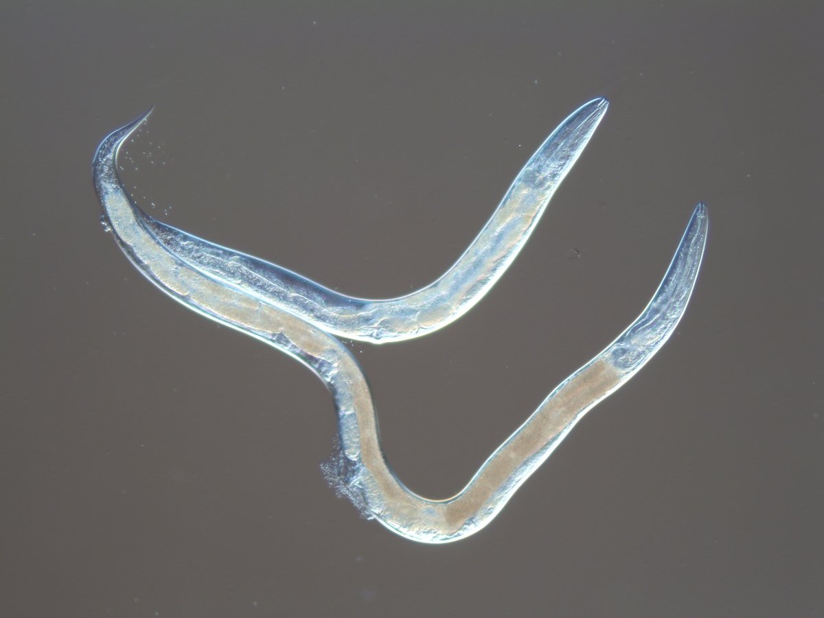 elegans