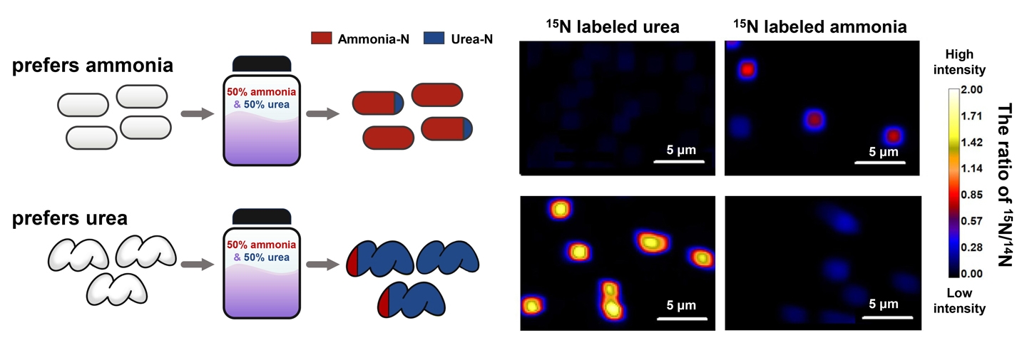 Graphic representation and high-resolution imaging showing preference for ammonia and urea nitrogen by two different AOM organisms. This data was collected using a NanoSIMS instrument at Lawrence Livermore National Laboratory.