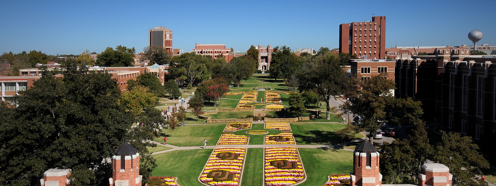 Pink flowers on campus