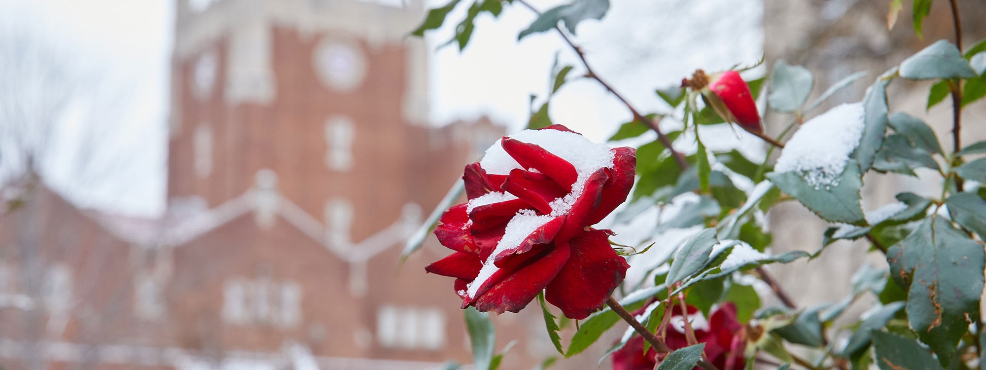 A red rose covered in snow framing the Union clocktower in the background.