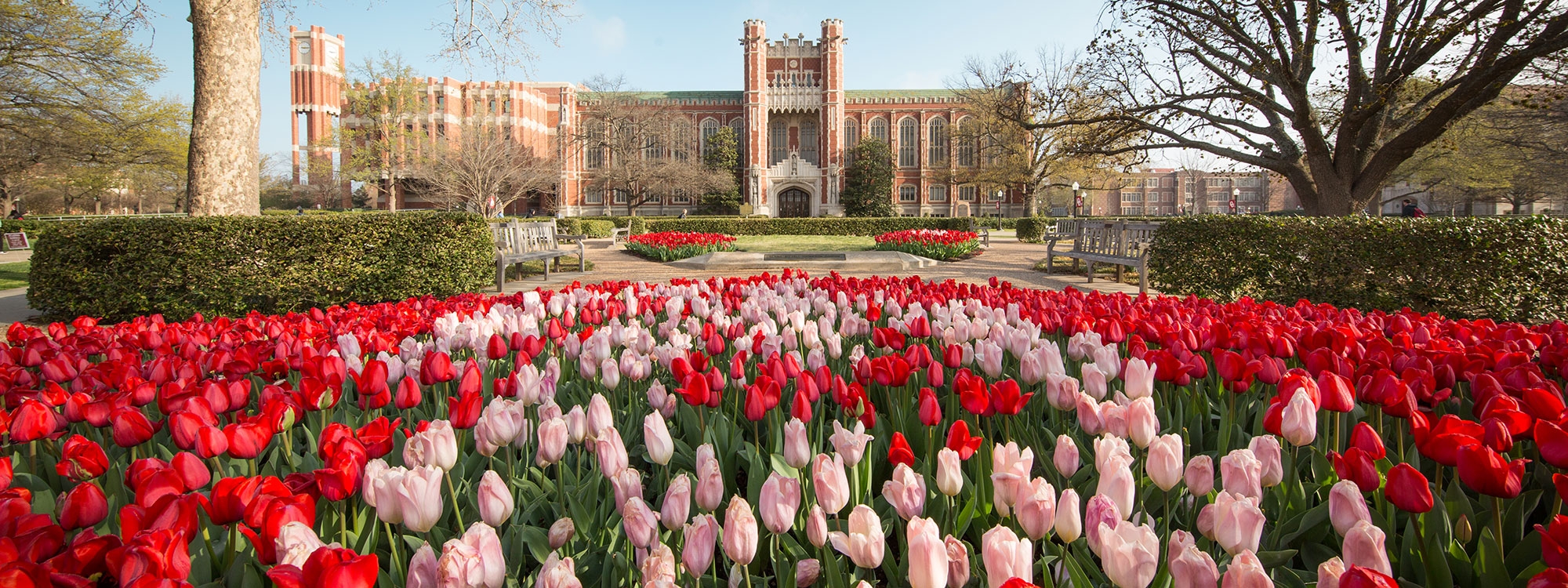 Red and pink tulips on the University of Oklahoma Norman campus.
