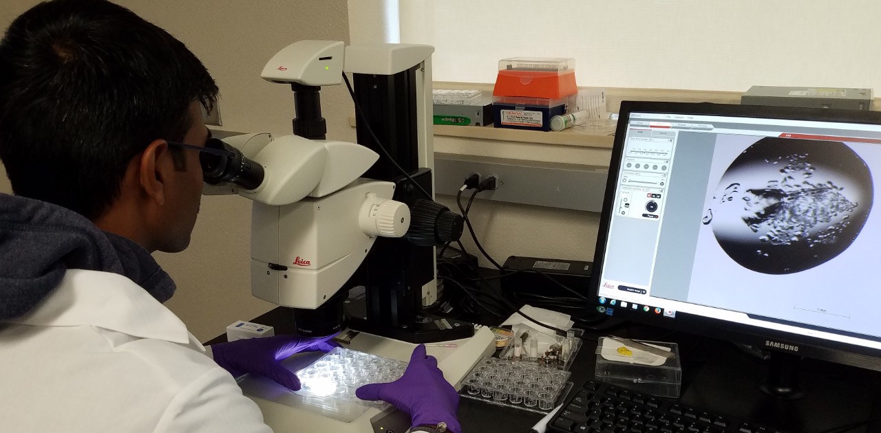 Researcher is screening crystal tray for crystals using a microscope