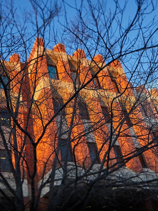 A photo of the Bizzell Library through tree branches.