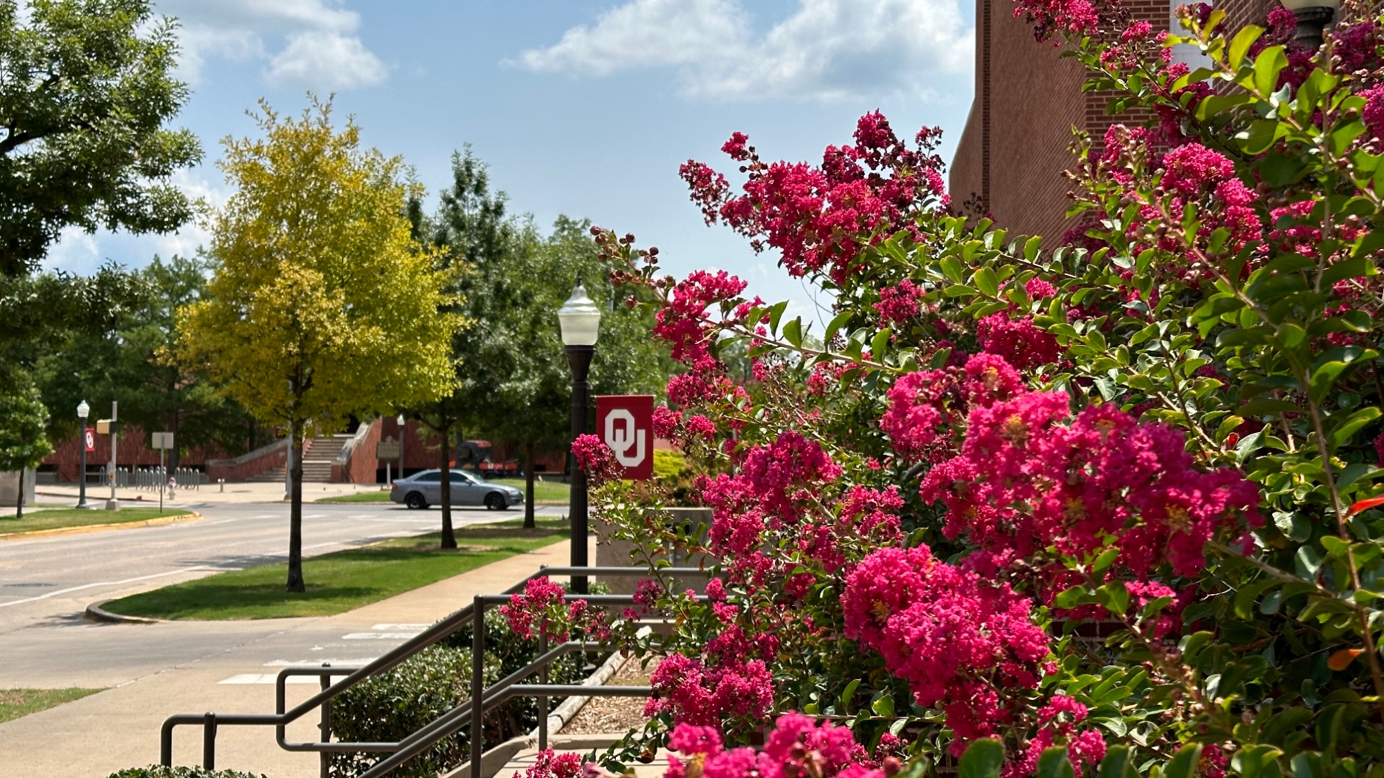 Flowers and trees on OU Campus