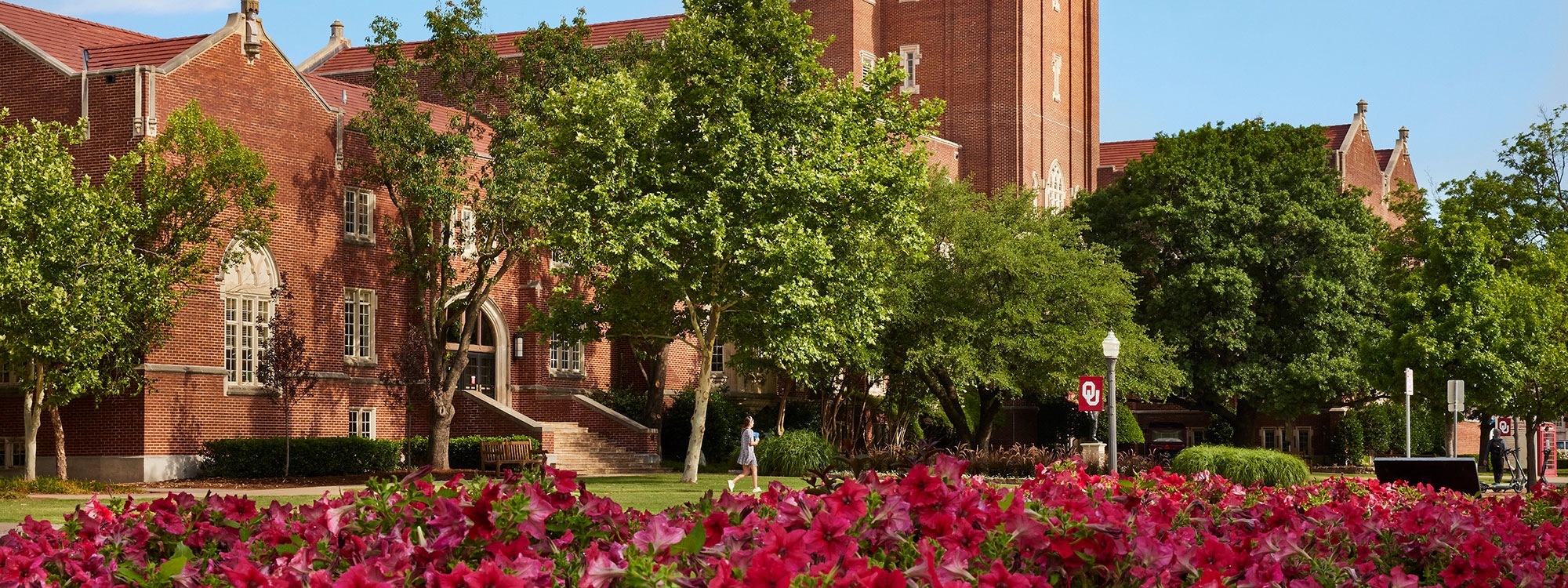 A row of petunias growing in front of a group of buildings on the OU Norman campus. 
