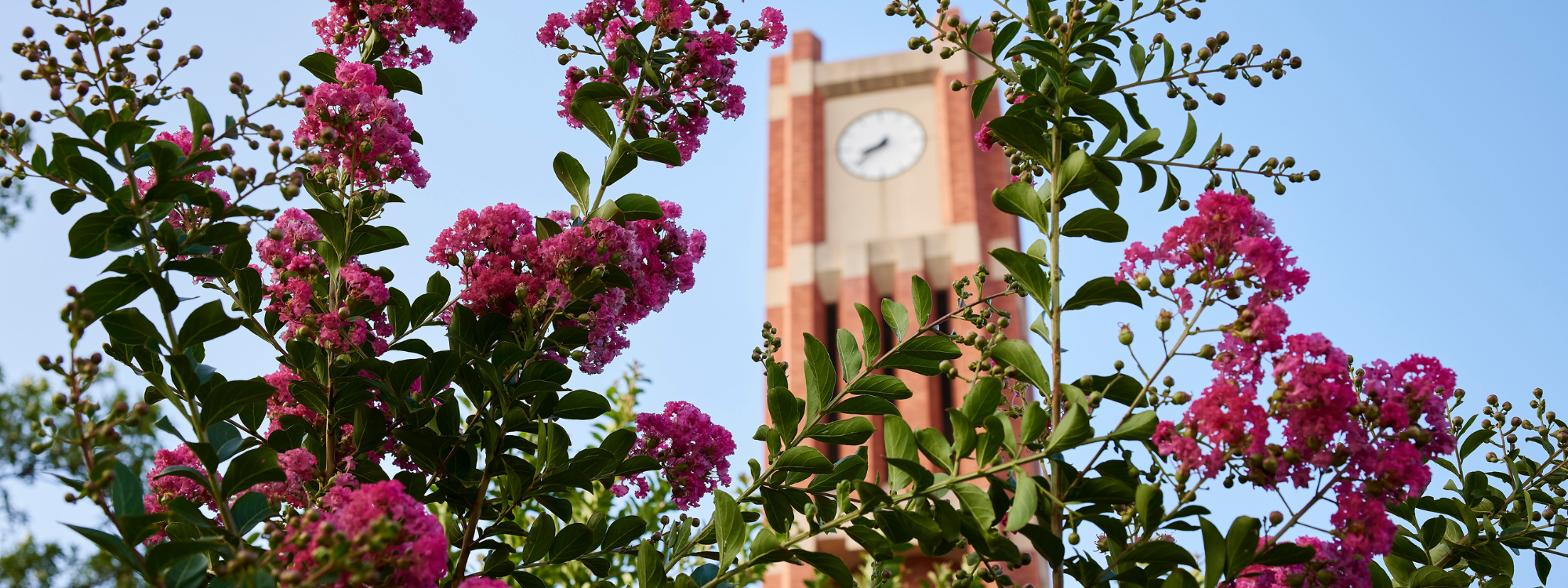 flowers and sky with the clock tower.