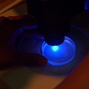 Blue light under microscope
