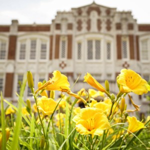 Yellow flowers in front of Bizzell Library